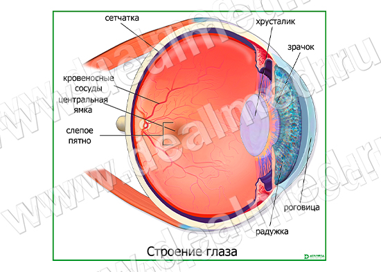 Строение Глаза Фото