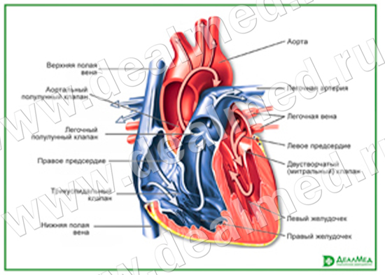 Строение сердца, плакат матовый/ламинированный А1/А2