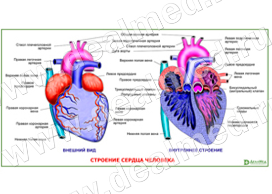Строение сердца человека, плакат матовый/ламинированный А1/А2