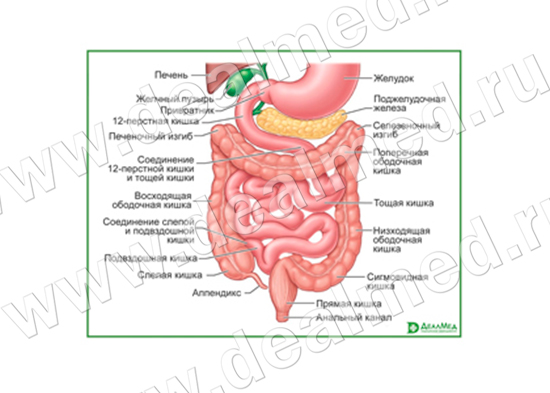Строение желудочно-кишечного тракта, плакат матовый/ламинированный А1/А2
