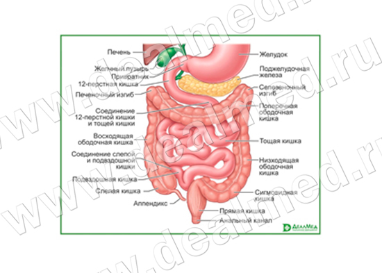 Схема Жкт Человека Фото