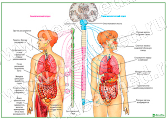 Вегетативная Нервная Система, плакат ламинированный/матовый