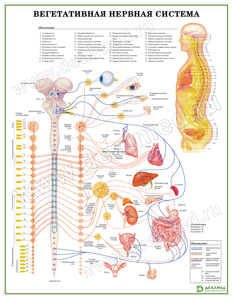 Вегетативная нервная система с нервными путями, плакат матовый/ламинированный