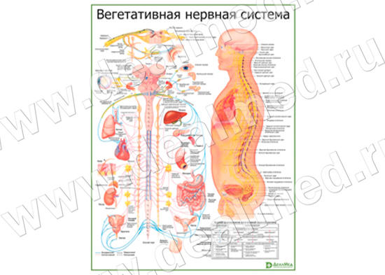 Вегетативная Нервная Система с фармакологией, плакат матовый/ламинированный