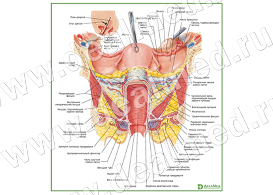 Внутренние женские половые органы, плакат матовый/ламинированный А1/А2
