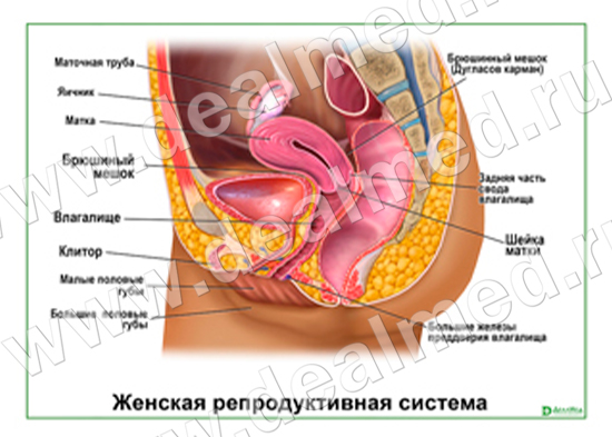 Женская репродуктивная система, плакат матовый/ламинированный А1/А2