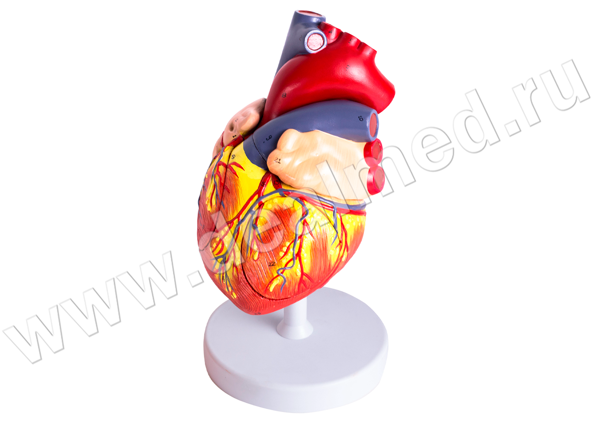 Анатомическая модель сердца увеличенная