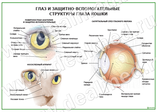 Глаз и защитно-вспомогательные структуры глаза кошки плакат ламинированный  А1/А2 › купить, цена в Москве, оптом и в розницу