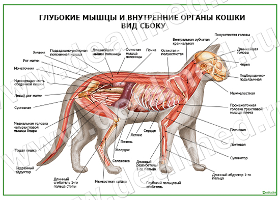 Глубокие мышцы и внутренние органы кошки Вид сбоку плакат ламинированный  А1/А2 › купить, цена в Москве, оптом и в розницу