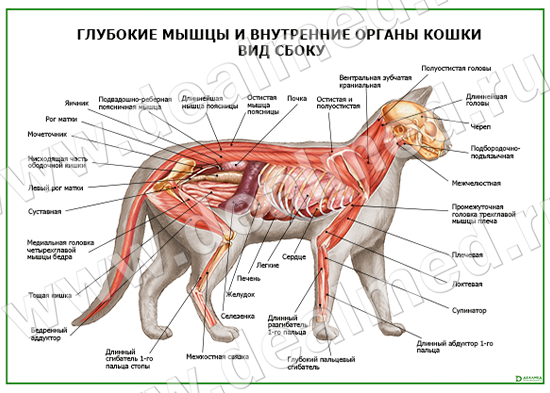 Строение Кота Внутренние Органы Фото С Надписями