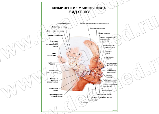 Мышцы Лица Фото С Описанием