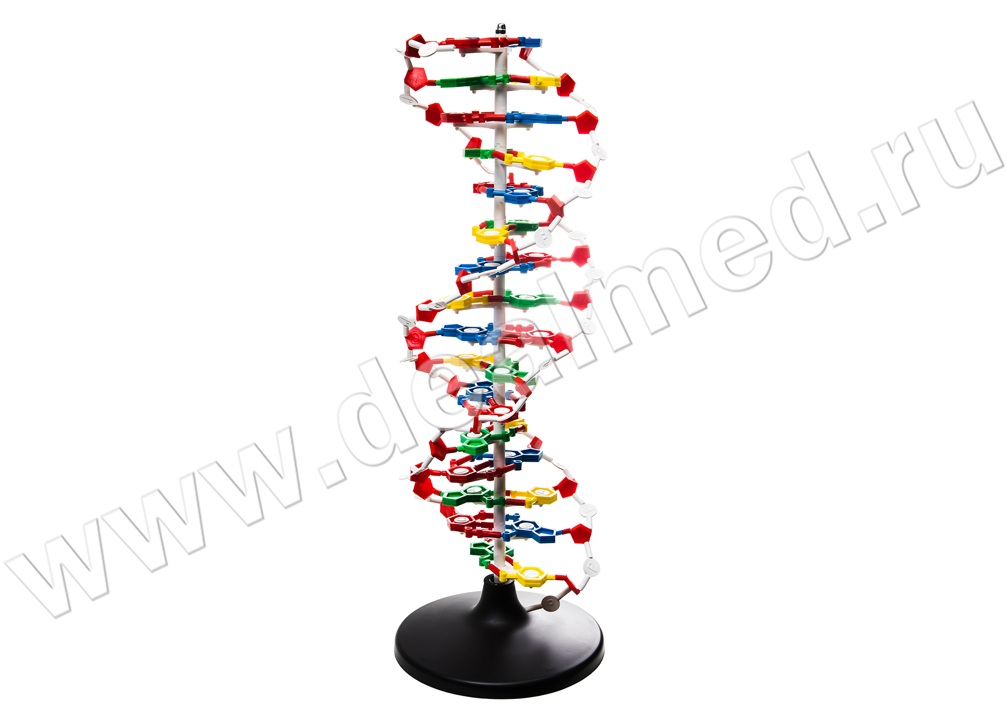 Модель ДНК