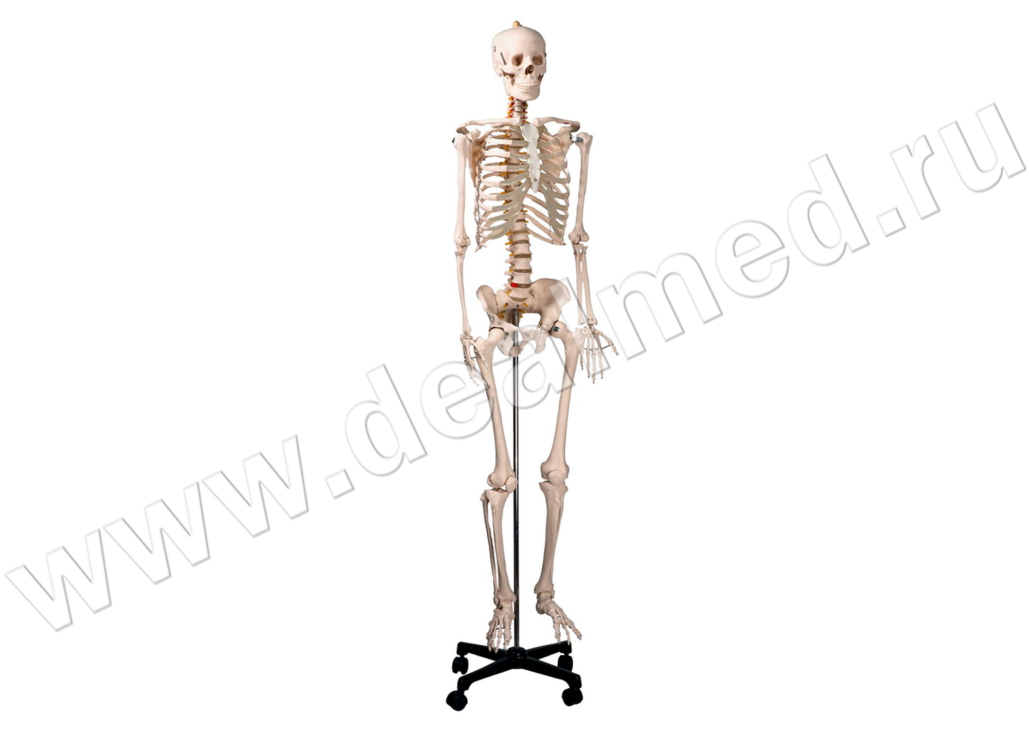Анатомическая модель скелета человека 170 см