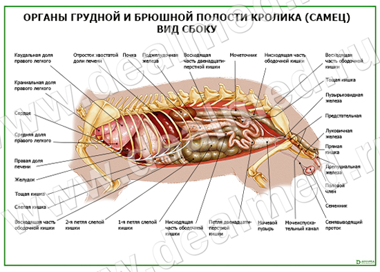 Брюшная Полость Человека Фото