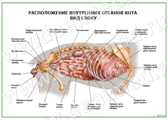Расположение внутренних органов кота Вид сбоку плакат ламинированный А1/А2  › купить, цена в Москве, оптом и в розницу