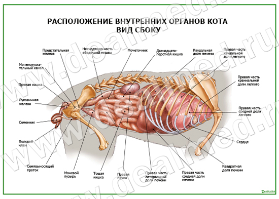 Внутренние Органы Кота Расположение Фото