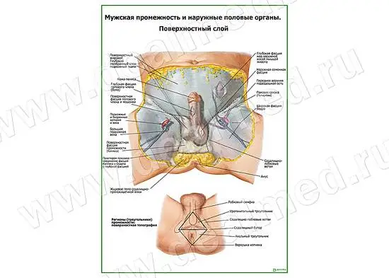 Мужская промежность, наружные половые органы, поверхностный слой плакат матовый/ламинированный А1/А2