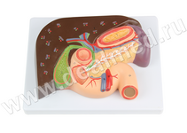 Анатомическая модель поджелудочной железы, двенадцатиперстной кишки и селезенки