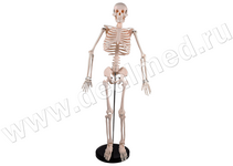 Анатомическая модель скелета человека 85 см
