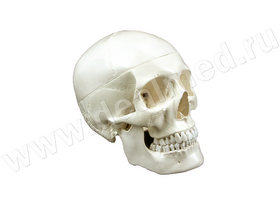 Анатомическая модель черепа