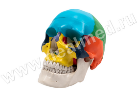 Анатомическая модель черепа цветная