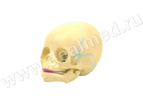 Анатомическая модель детского черепа