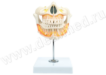 Анатомическая 3D модель постоянных зубов