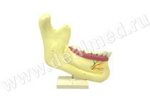 Анатомическая модель постоянных зубов нижней челюсти в натуральную величину