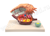 Анатомическая модель яичника в увеличении