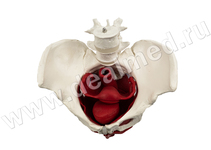 Анатомическая модель женского таза с мышцами и органами
