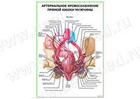 Артериальное кровоснабжение прямой кишки мужчины плакат матовый/ламинированный А1/А2