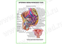 Артерии и вены мужского таза плакат матовый/ламинированный А1/А2