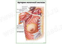 Артерии молочной железы плакат матовый/ламинированный А1/А2
