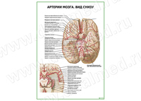 Артерии мозга. Вид снизу плакат матовый/ламинированный А1/А2