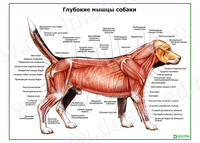 Глубокие слои мышц собаки плакат матовый/ламинированный А1/А2