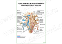 Ядра черепно-мозговых нервов ствола головного мозга плакат матовый/ламинированный А1/А2