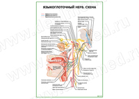 Языкоглоточный нерв. Схема плакат матовый/ламинированный А1/А2