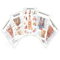 Комплект плакатов для кабинета эндокринолога матовый/ламинированный А1/А2