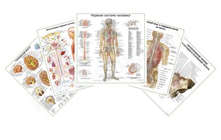 Комплект плакатов для кабинета невролога матовый/ламинированный А1/А2