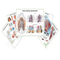 Комплект плакатов для кабинета пульмонолога матовый/ламинированный А1/А2