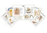 Комплект плакатов для кабинета стоматолога матовый/ламинированный А1/А2