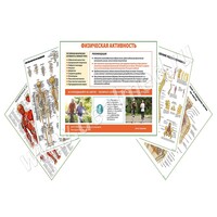 Комплект плакатов для кабинета врача-остеопата матовый/ламинированный А1/А2