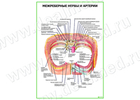 Межреберные нервы и артерии плакат матовый/ламинированный А1/А2