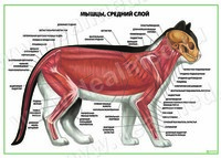 Мышцы кошки.Средний слой плакат матовый/ламинированный А1/А2