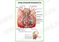 Нервы мужской промежности плакат матовый/ламинированный А1/А2