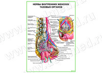 Нервы внутренних женских тазовых органов плакат матовый/ламинированный А1/А2