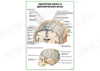 Оболочки мозга и диплоические вены плакат матовый/ламинированный А1/А2