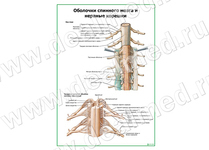 Оболочки спинного мозга и нервные корешки, плакат матовый/ламинированный А1/А2