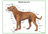 Общий вид собаки (сука), плакат матовый/ламинированный А1/А2