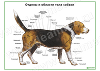 Отделы тела собаки, плакат матовый/ламинированный А1/А2